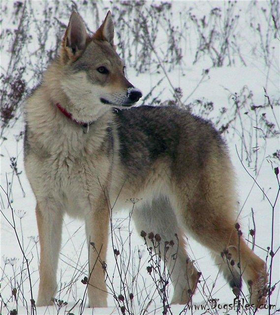 X-Wild planet z molu es | Czechoslovakian Wolfdog 