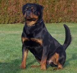 Vulcan Vom Hause Enzian | Rottweiler 