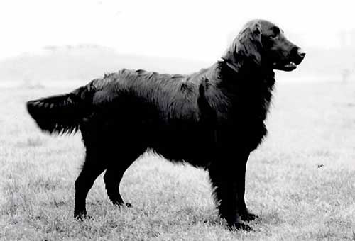 Shargleam Water Pipit | Flat-Coated Retriever 