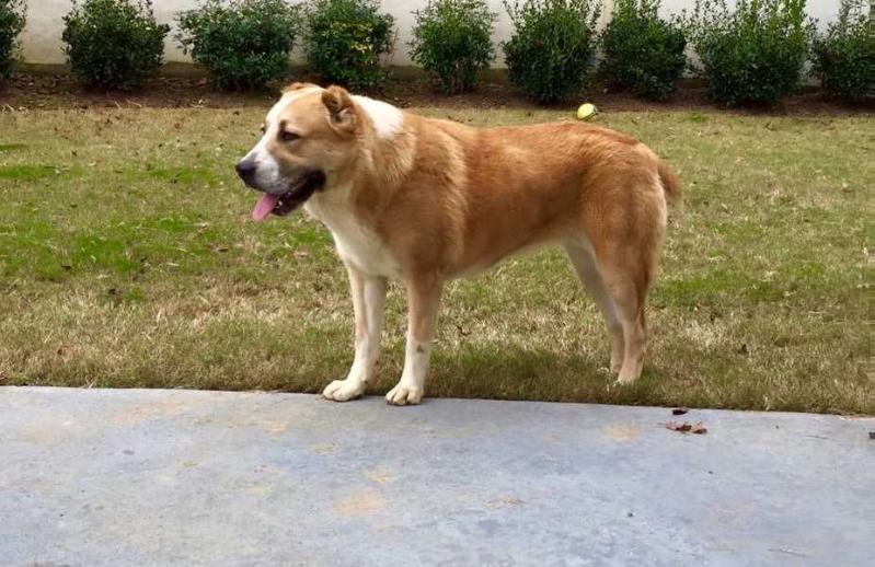 FREYA ALABAI DON MARKON | Central Asian Shepherd Dog 