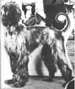 Kyndar Of Riverside | Afghan Hound 