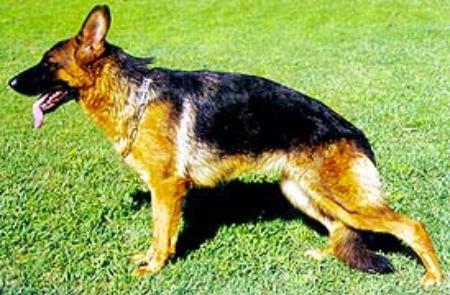Leza De Los Dioses | German Shepherd Dog 