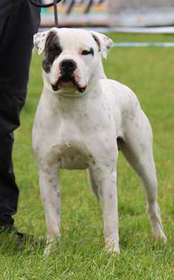 Proud Heroes X-Men Nightcrawler aka Kurt | American Bulldog 