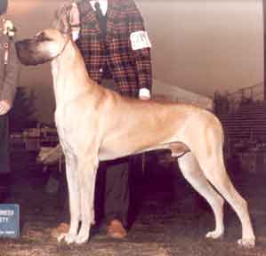 Corinth's I Am Abel V Hydane | Great Dane 