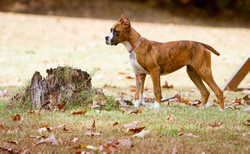 Earnest's prize jewel of sassafras | Boxer 