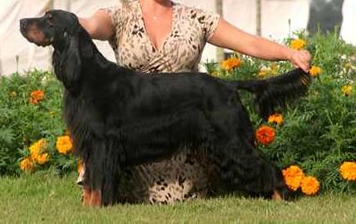 Afrodite GS of Wolves Land | Gordon Setter 