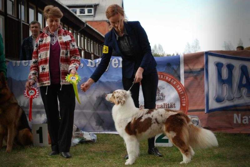Dzeine Kalnarute | Australian Shepherd 