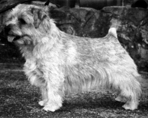Belleville Cloudvoyager | Norfolk Terrier 