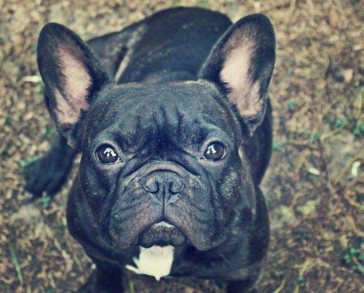 ANGIE of Lucky Little Kingdom | French Bulldog 