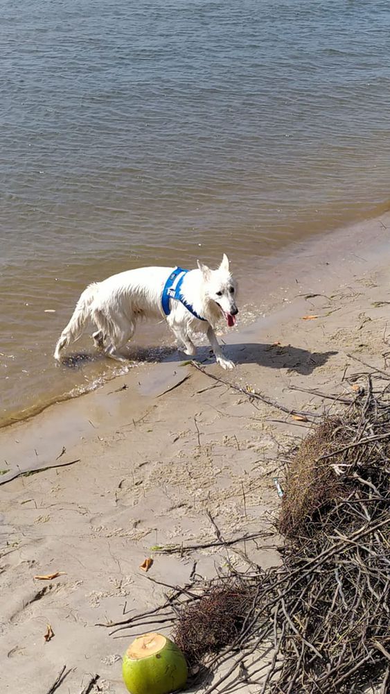 A-Marrie Aus Fontschweizer | White Swiss Shepherd Dog 