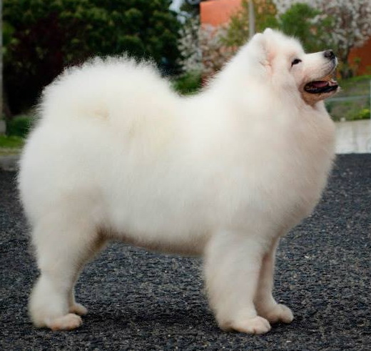 Roybridge King Midas | Samoyed 