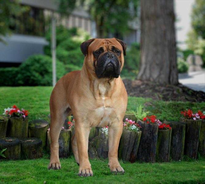 Ilderim Khan Shadows in the Dark | Bullmastiff 