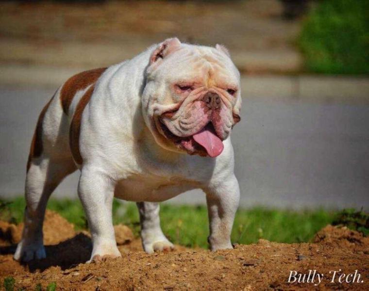 Bully Tech's Yoda | Olde English Bulldogge 