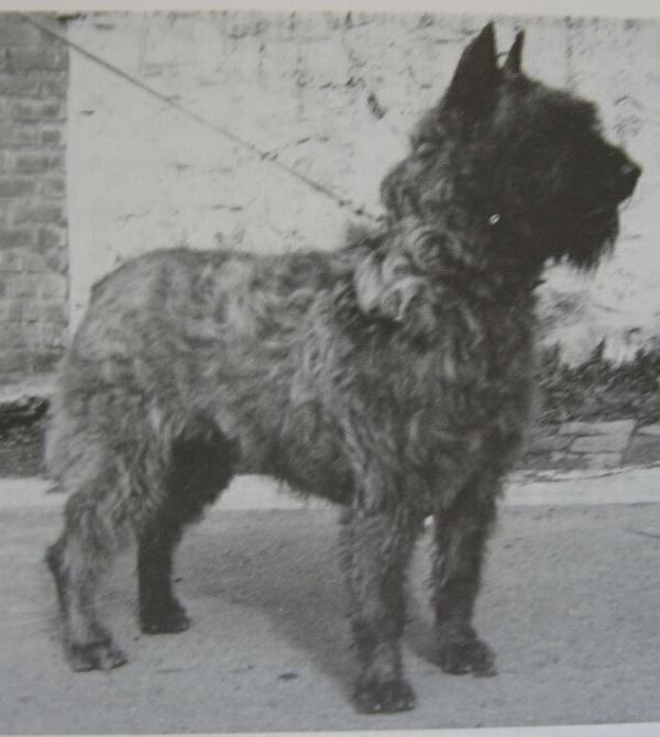 Idole du Posty Arlequin | Bouvier des Flandres 