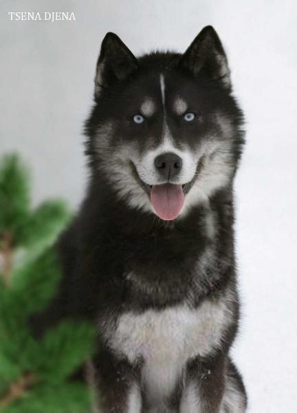 TSENA DJENA | Siberian Husky 