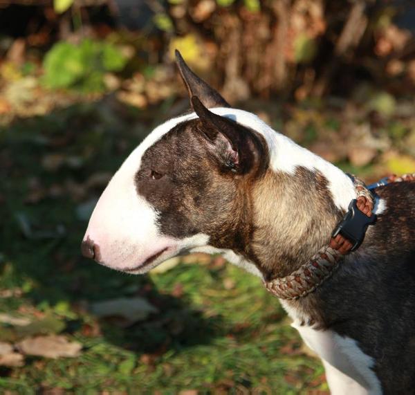 Keep the Faith of Slanting Shore | Miniature Bull Terrier 