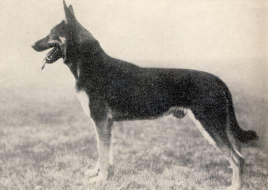 Otlan vom Blasienberg [of Jessford] | German Shepherd Dog 