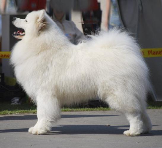 Smiliesam STRIKE HOME | Samoyed 