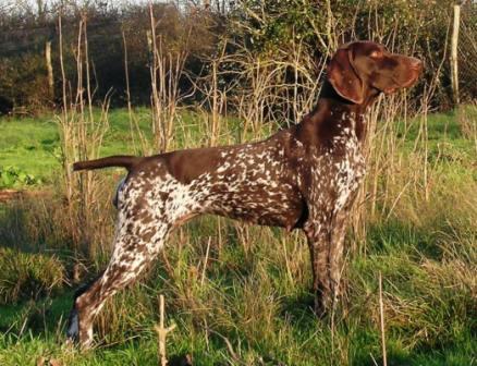 Arsouille du Marais de Saintonge | German Shorthaired Pointer 