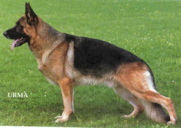 Natz vom Steigerhof | German Shepherd Dog 