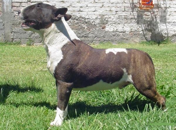 Asin Magic Eyes | Bull Terrier 
