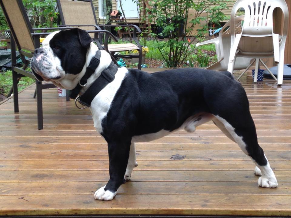 Hellrazzor's Drako | Olde English Bulldogge 