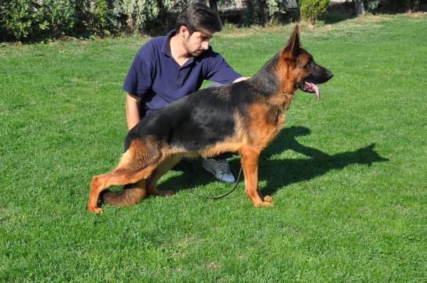 Hera von Tuni | German Shepherd Dog 