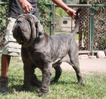 Orfeo dello Scultore | Neapolitan Mastiff 