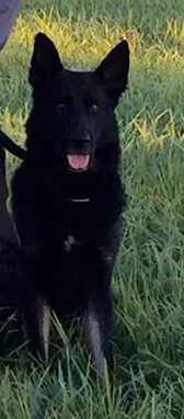 Cid von Krausplatz | German Shepherd Dog 