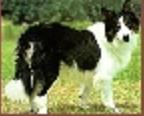 German Diamond Light | Border Collie 