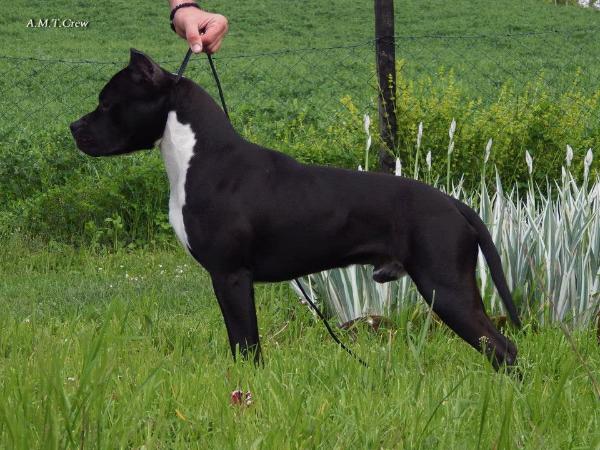 Chief Goldwyn Staff | American Staffordshire Terrier 