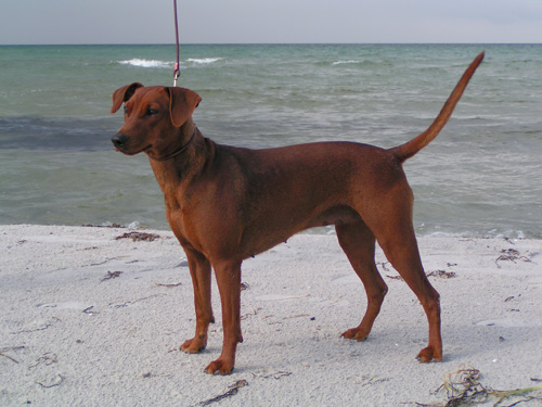 Jagastamm's ABILENE LENA | German Pinscher 