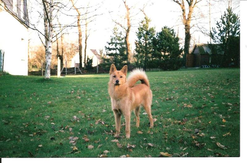 ELSINKI de la Cascade des Jarreaux | Finnish Spitz 