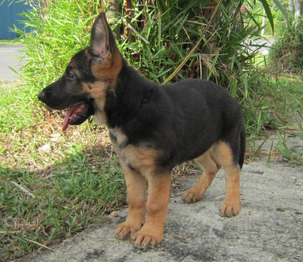Pofukar Little Mars | German Shepherd Dog 