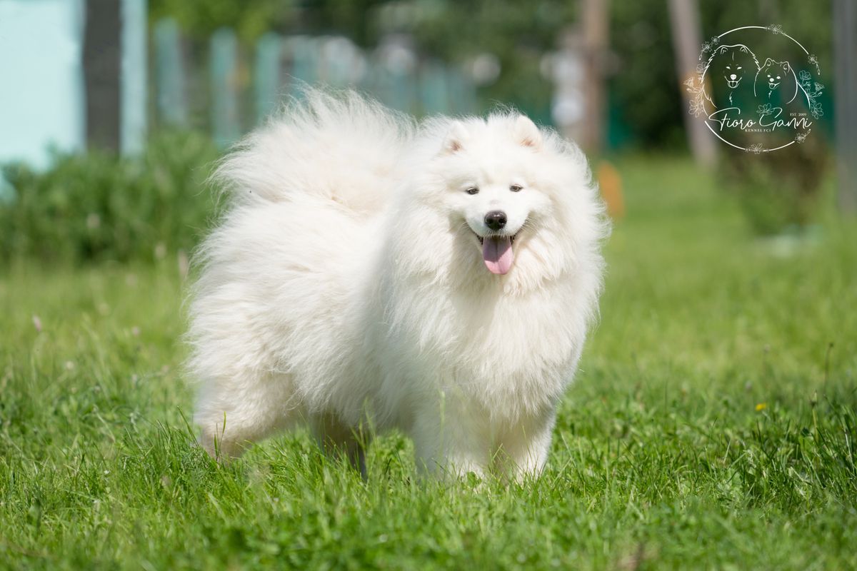 Unuca Snezhnaya Mechta | Samoyed 