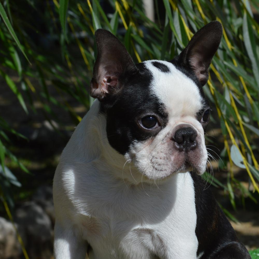 Obsessing About Me Von Roten Schuhen | Boston Terrier 