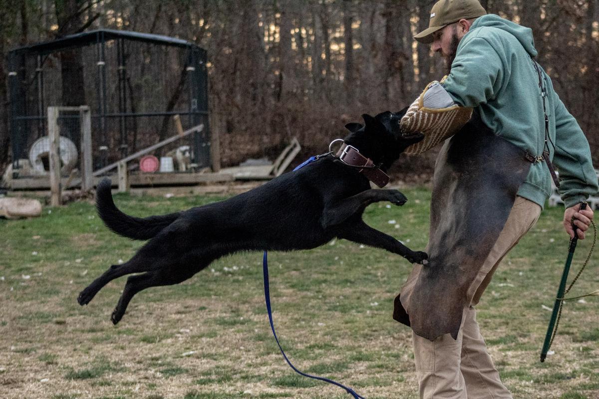 La Fiera Vom Mengerhaus | German Shepherd Dog 