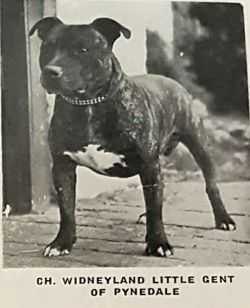 Widneyland Little Gent Of Pynedale | Staffordshire Bull Terrier 