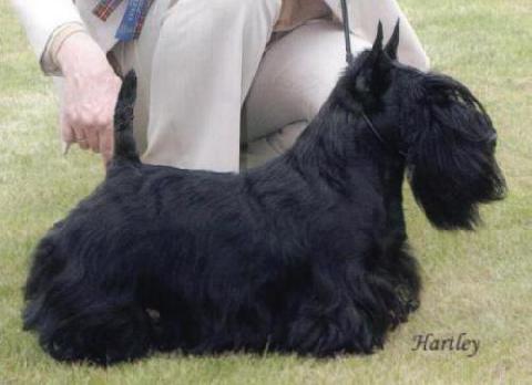 Millingford Ruby Slippers | Scottish Terrier 