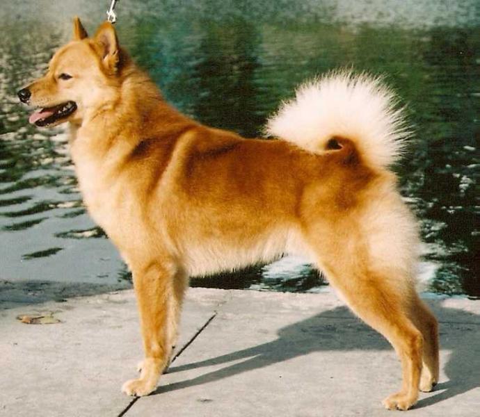 Kita's Ajuaq Drum Dancer | Finnish Spitz 