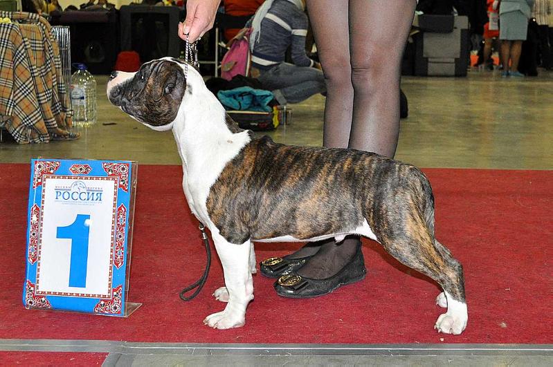 Velvet Heart iz Sozvezdiya Staff | American Staffordshire Terrier 