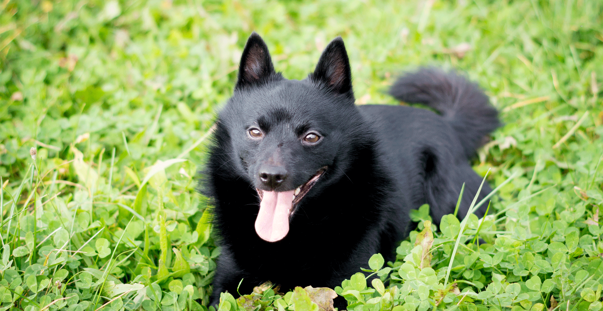 Schipperke