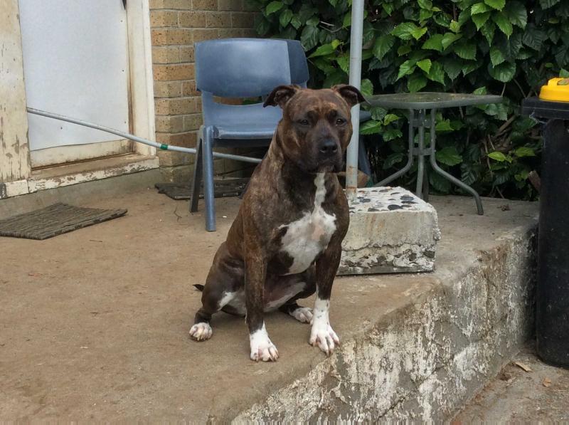 HeavyFuel Justus | American Staffordshire Terrier 