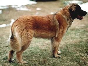 Fleurdelysee Abby Yuta Dance | Leonberger 