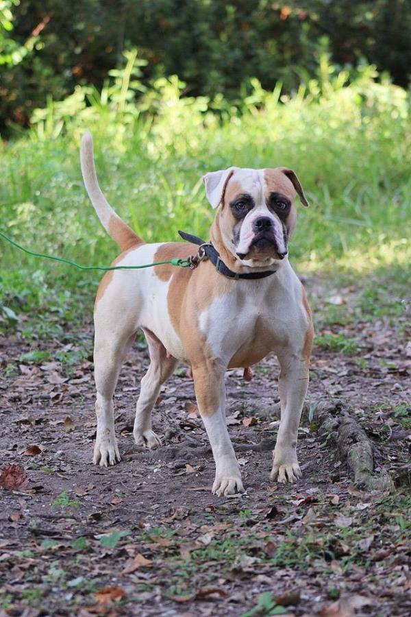 Bayside's Lady Of The Night Sk | American Bulldog 