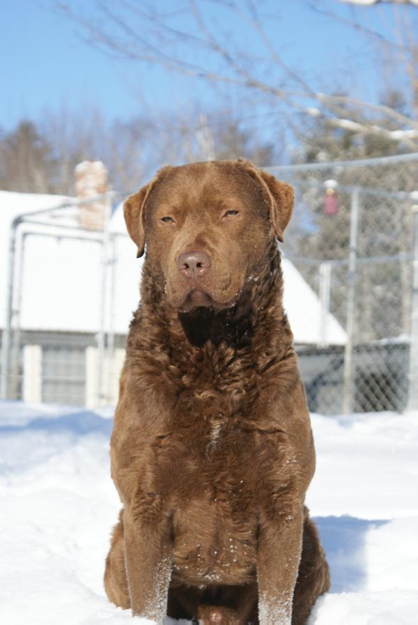 Tundras Hurtgen Downeast Redemption | Chesapeake Bay Retriever 