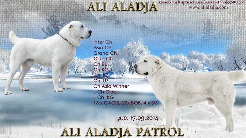 ALI ALADJA PATROL | Central Asian Shepherd Dog 