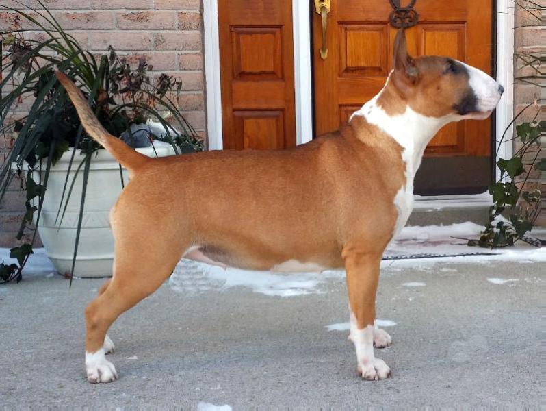 Buldor Devil In a Red Dress ROM | Bull Terrier 