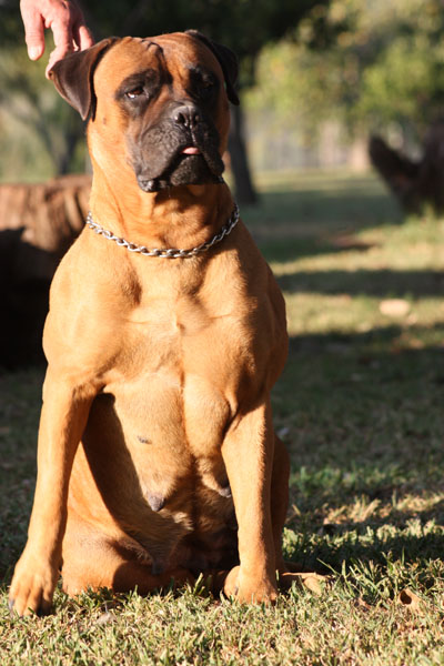 Del Marconidan Gala | Bullmastiff 