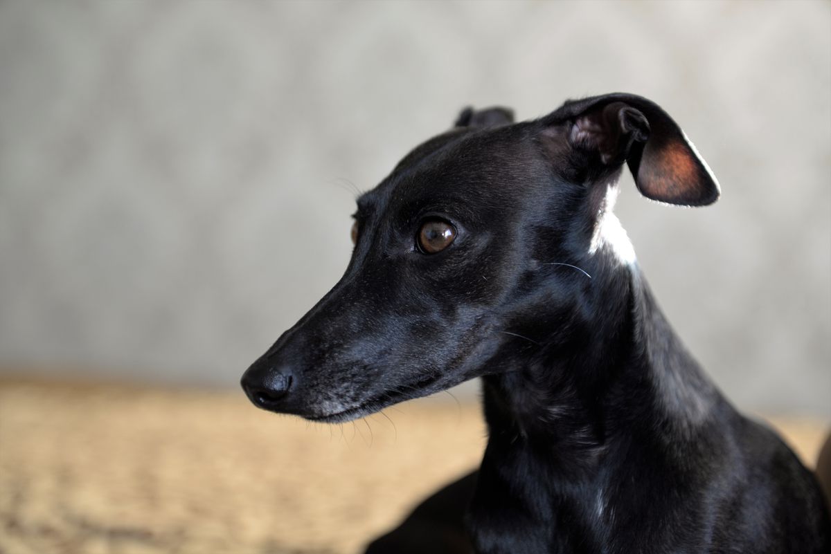 Altsiona Ambra Nero | Italian Greyhound 